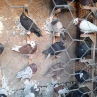 فروش دسته 90تایی بهبهانی|پرنده|مرودشت, استادیوم‎|دیوار