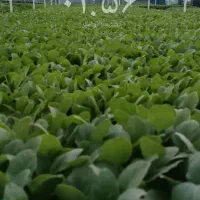 سلام وانت کرایه '