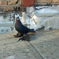 یک عدد قره اغ گوز نر|پرنده|اهر, |دیوار