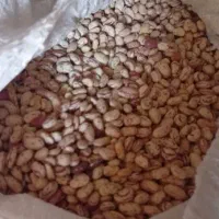 لوبیا چیتی