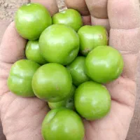 الو گوجه سبز