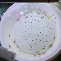 شریمپ ردچری