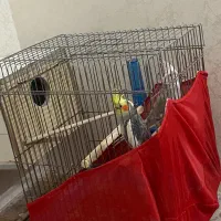 یک جفت عروس با تمام وسایل سالم و سلامت