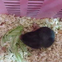 همستر نر و ماده