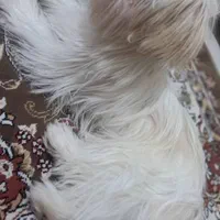 سگ شیتزو|سگ|ارومیه, |دیوار