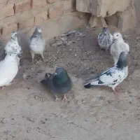 تهرانی به شرط|پرنده|میرجاوه, |دیوار