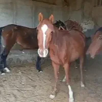 سه تامادیون|اسب و تجهیزات اسبسواری|جره و بالاده, |دیوار