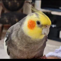 پرنده گمشده محدوده خیابون توحید