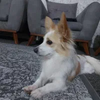 سگ خوب و حرف گوش کن