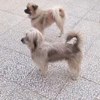 دو غلاده پد شیدزو یکی پوز میمونی|سگ|گتوند, |دیوار