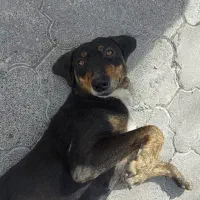 گمشده در لاهیجان|حیوانات|لاهیجان, قیام|دیوار