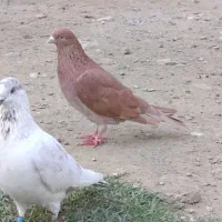 کبوتر|پرنده|گمیشان, |دیوار