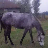 مادیان