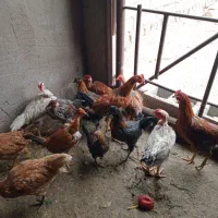 خروس|حیوانات مزرعه|شوشتر, |دیوار