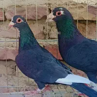 جفت پلنگ سیاه عتیغع