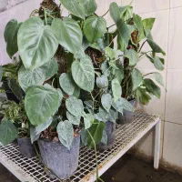 حراج گل اپارتمانی مقاوم و جذاب پتوس