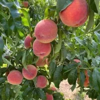 نهال هلو آلبرتا خوش‌طعم برای باغ شما