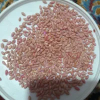 pishgamgandomکیلویی 32000تومان حدودیک تن