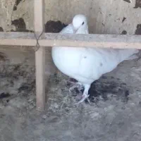 کبوترپرشی|پرنده|تهران, افسریه شمالی|دیوار