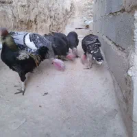 بوقلمون