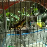 معاوضه قناری نر