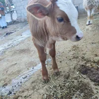 گاو و گوساله|حیوانات مزرعه|کارزان, |دیوار