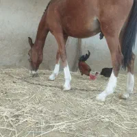 اسب|اسب و تجهیزات اسب‌سواری|امیدیه, |دیوار