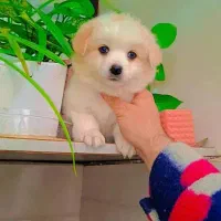 پودل کراس عروسکی|سگ|رشت, گلسار|دیوار