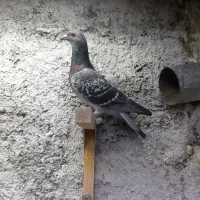 کفترآلمانی کفترپلاکی کفترمسافتی|پرنده|تهران, مسعودیه|دیوار