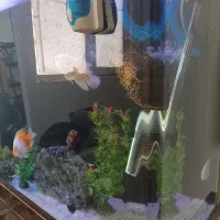 آکواریوم و تعدادی ماهی|ماهی|تهران, صادقیه|دیوار