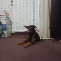 دوبرمن|سگ|مشهد, شهرک بهارستان|دیوار