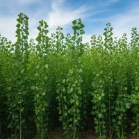 خرید نهال صنوبر تبریزی برای باغ و مزرعه