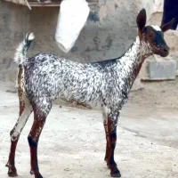 بزغاله و بره