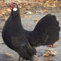 جوجه از مرغ و خروس رزکامپ مشکی ویاندوت اورنج|حیوانات مزرعه|تهران, مشیریه|دیوار