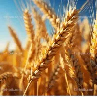 خدمات باغبانی ودرختکاری