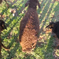 باسلام دو رس بره نر وماده سالم وسرحال