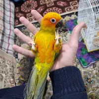 طوطی خورشیدی معاوضه|پرنده|ری, شهرک نظامی|دیوار