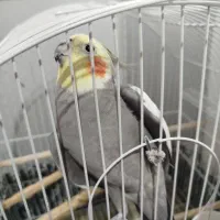 عروس هلندی نر بالغ