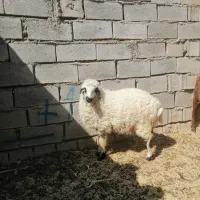 بره ماده