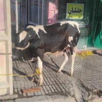 کشتار گوساله نر امروز 4/29در قصابی جلیلیان کالابرگ