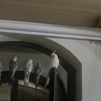 عروس هلندی نر