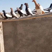 سینه سیا زرد سرخ یهودی زرد وسیا