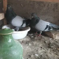 یک جفت سبزکلاه دار