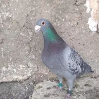 کبوتر پلاکی