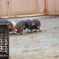 مورغ شاخک|حیوانات مزرعه|هامون, |دیوار