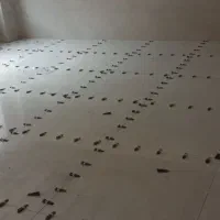 کاشی کاری و سرامیک|خدمات پیشه و مهارت|گرگان, |دیوار