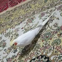 عروس هلندی لوتینو نر آماده کشیده