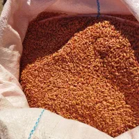 گندم دیم باران|عمدهفروشی|ماهیدشت, |دیوار