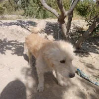 سگ پا کوتاه