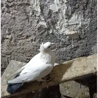 سلام چندفروشی|پرنده|زرند, |دیوار